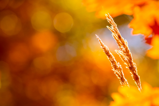 Autumn background with yellow grass and sunlight. Long grass in autumn forest.