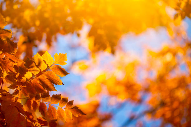 herbsthintergrund mit orangefarbenen blättern und sonnenlicht - vibrant color image leaf lush foliage stock-fotos und bilder