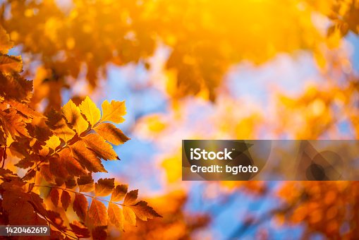 istock Autumn background with orange leaves and sunlight 1420462619