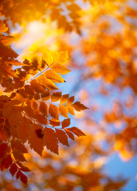 istock Autumn background with orange leaves and sunlight 1420462702
