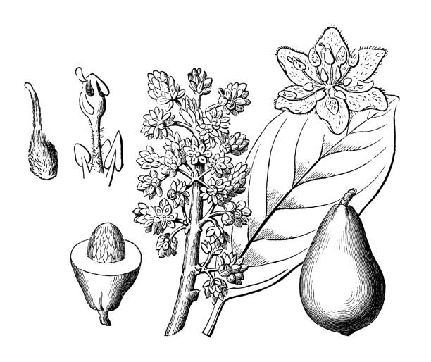 아보카도 (페르시아 아메리카나) - 흰색 배경에 고립 된 빈티지 새겨진 삽화 - persea stock illustrations