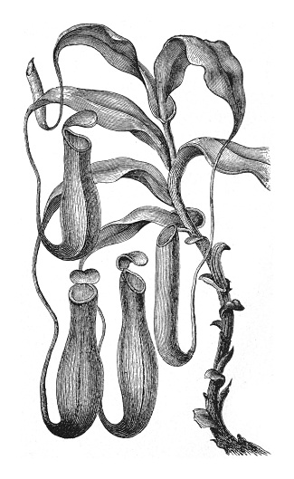 Vintage engraved illustration isolated on white background - Pitcher plant (Nepenthes distillatoria)