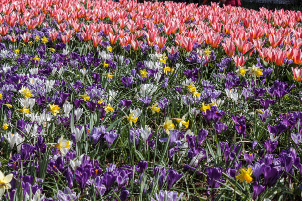 istock A field of bright flowers 1420464649