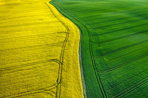 istock Half yellow and green field in countryside at spring. 1420465221