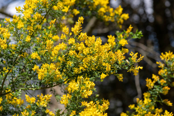 istock Sweet broom (genista stenopetala) flowers 1420465748