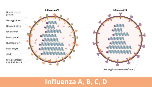 ilustrações de stock, clip art, desenhos animados e ícones de influenza (types a, b, c, d) - influenza a virus