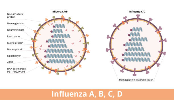 грипп (типы a, b, c, d) - influenza a virus stock illustrations