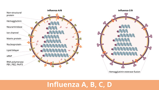 Four types of influenza virus cell, Influenza A and B (hemagglutinin and neuraminidase) and influenza C and D (hemagglutinin-esterase fusion).