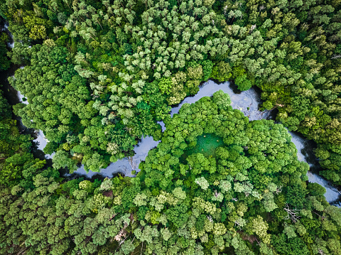 Aerial view of river, swamps and forest. Nature in Poland