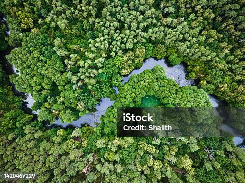 istock Aerial view of river, swamps and forest. 1420467229
