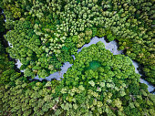 Aerial view of river, swamps and forest.