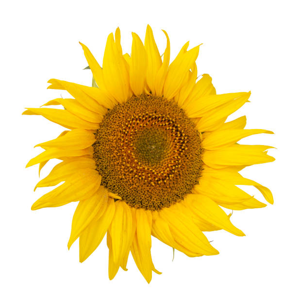 istock Yellow sunflower blooming beautiful isolated on the white background 1420468371