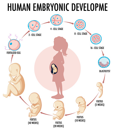 Diagram Showing Human Embryonic Development Stock Illustration ... Biology Diagrams