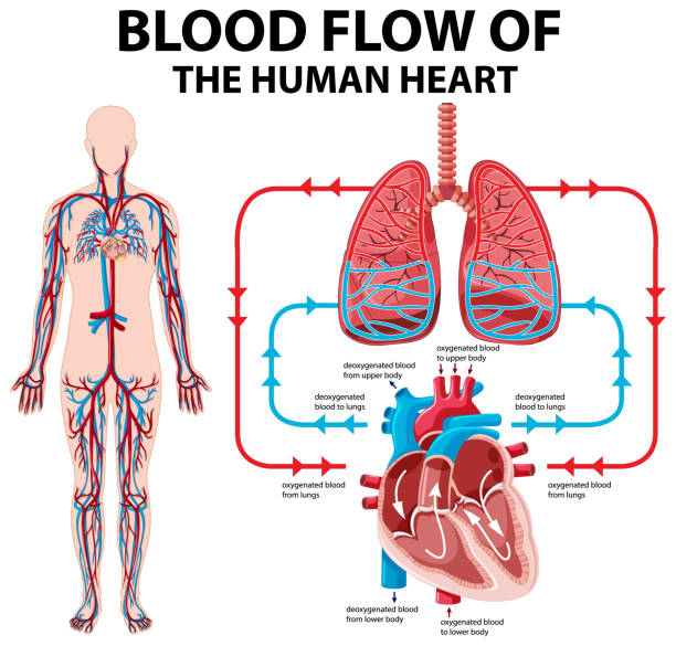 148 Cartoon Of The Blood Circulation Diagram Illustrations & Clip Art -  iStock
