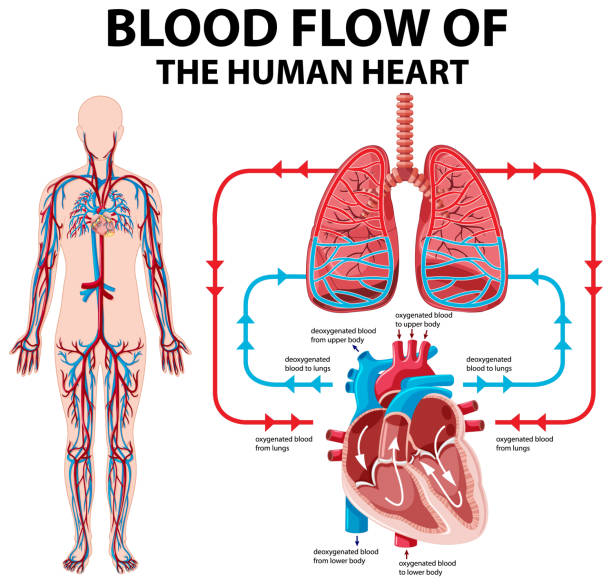 148 Cartoon Of The Blood Circulation Diagram Illustrations & Clip Art - iStock 148 Cartoon Of The Blood Circulation Diagram Illustrations & Clip Art - iStock