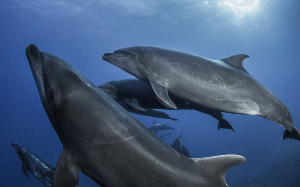 School of Dolphins stock photo