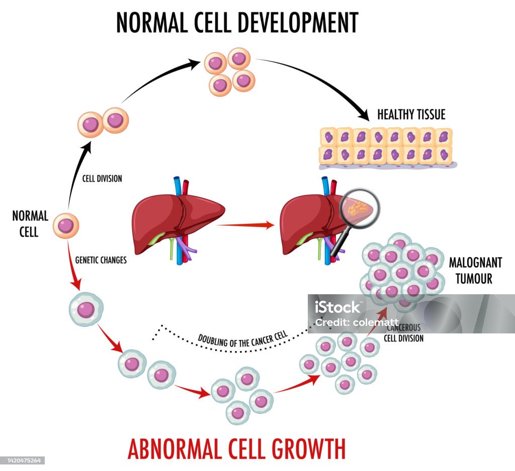 Normal Cell Component Diagram Showing Normal Cell Development Stock Illustration - Download ...