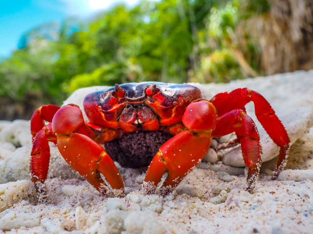 Red Crabs from Christmas Island stock photo