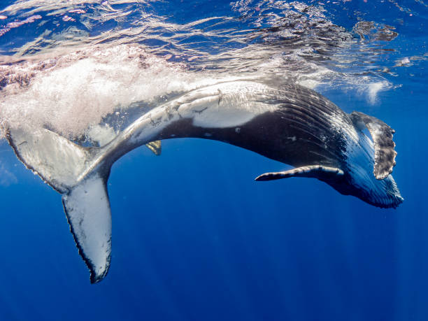 Humpback Whale stock photo
