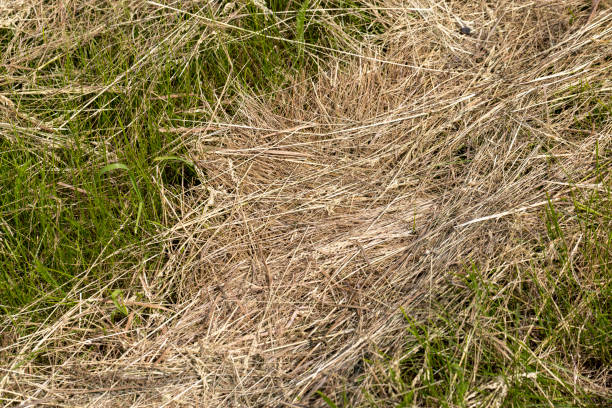 istock Drying of grass for obtaining and storing hay 1420479120