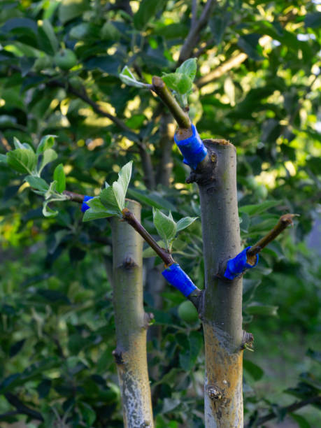 istock grafting trees with blue duct tape in the garden 1420481290