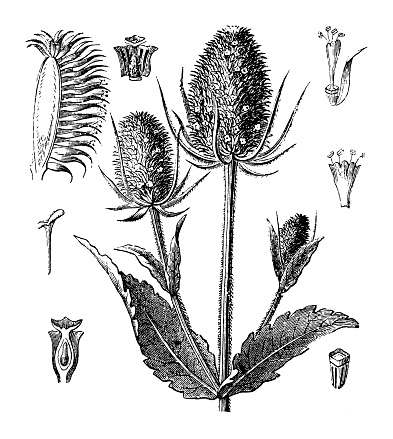 Vintage engraved illustration isolated on white background - Wild teasel or fuller's teasel (Dipsacus fullonum)