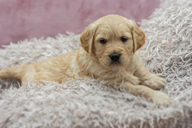A small golden retriever puppy is lying on a fluffy mattress.