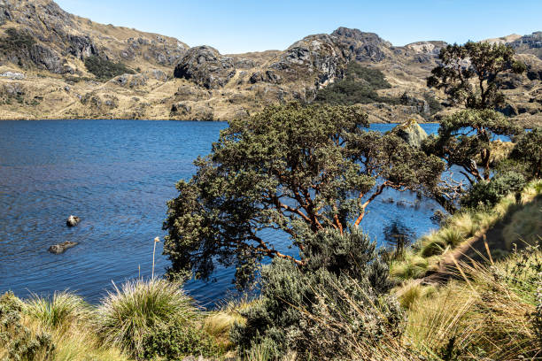 istock Polylepis tree at the Toreadora lake in Cajas national Park 1420484425