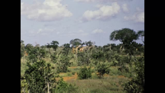 Kenya 1977, Giraffes savannah africa