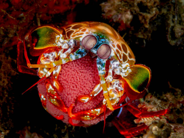 Mantis Shrimp stock photo