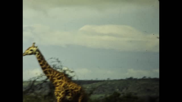 Kenya 1977, Elephants and giraffes in Masai Mara National Park in 70s