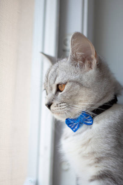 istock gray white cat at home, on the windowsill, sitting, looking. 1420486578
