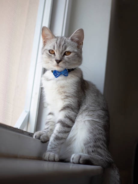 istock gray white cat at home, on the windowsill, sitting, looking. 1420486579