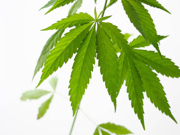 istock cannabis leaves.marijuana hemp weed 1420487784
