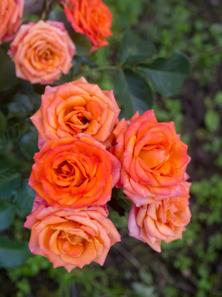 istock red roses and green leaves 1420488502