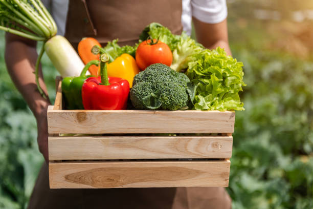 新鮮な生野菜でいっぱいの木箱を持っている農家の男。新鮮な有機野菜とピーマンを手にしたバスケット。 - vegetable basket ストックフォトと画像