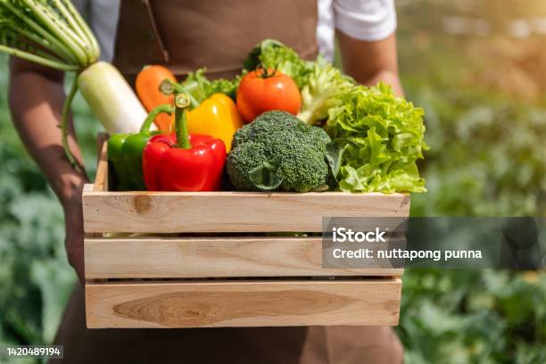 Farmer Man Holding Wooden Box Full Of Fresh Raw Vegetables Basket With Fresh Organic Vegetable And Peppers In The Hands Stock Photo - Download Image Now