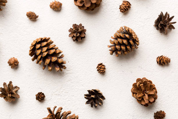 istock pine cones on colored table. natural holiday background with pinecones grouped together. Flat lay. Winter concept 1420492011