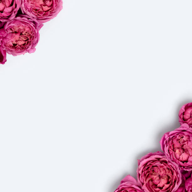 istock Frame made of rose flower texture on a blue pastel backround with copyspace. 1420493201
