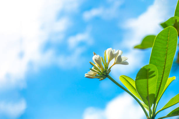Frangipani flowers against a blue sky with clouds. Tropical background for text.