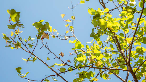 istock Spring bright background with a branch and leaves . 1420494747