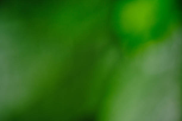 istock Abstract and blurred green background summer foliage. 1420494960