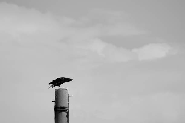 istock Terrible croaking raven sitting on a pole. 1420495046