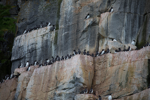 Thick-billed murres colony at Alkefjellet bird rock. Home to over 60,000 pairs of Brunnichs Guillemots. Hinlopen, Spitsbergen, Svalbard Archipelago, Norway