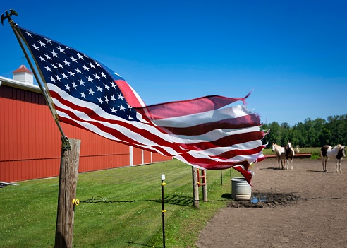 A flag, attached to a fence post with horses in the background, waves in the wind at Francis Creek near Manitowoc, Wisconsin.