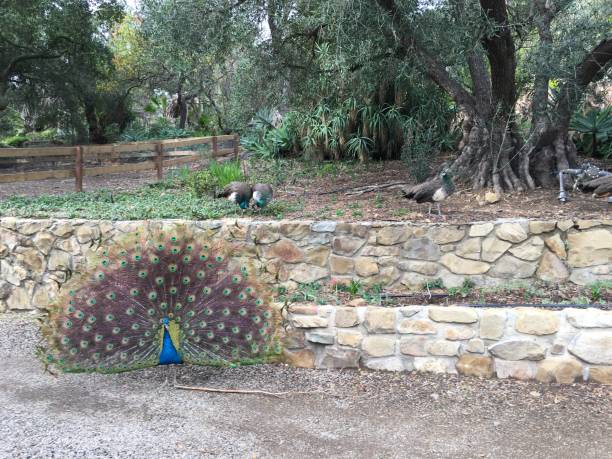 istock Peacock displays his magnificent tail feathers 1420500888