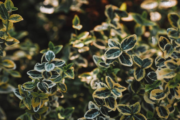 istock The background image is green. Natural, environmentally friendly natural background. Texture of green leaves of fortune emerald gold birch bark. 1420500956