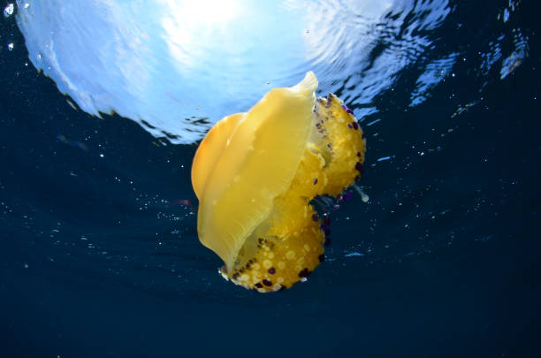 istock Jellyfish - Cotylorhiza tuberculata 1420501054