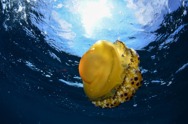 istock Jellyfish - Cotylorhiza tuberculata 1420501063