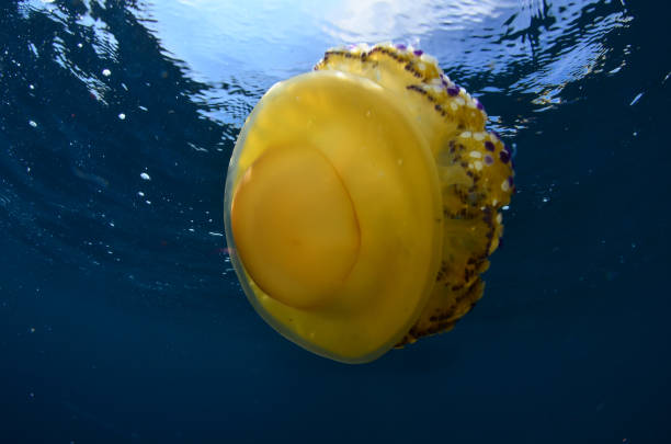 istock Jellyfish - Cotylorhiza tuberculata 1420501064